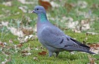 Wood pigeon sound downloads