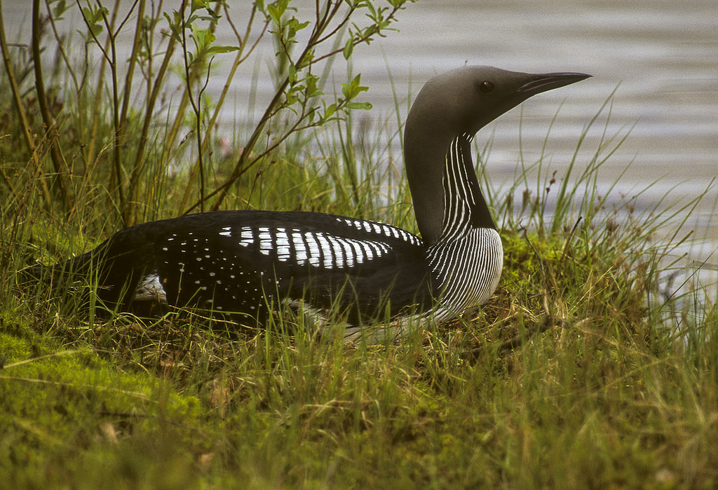 arctic-loon-song-call-voice-sound