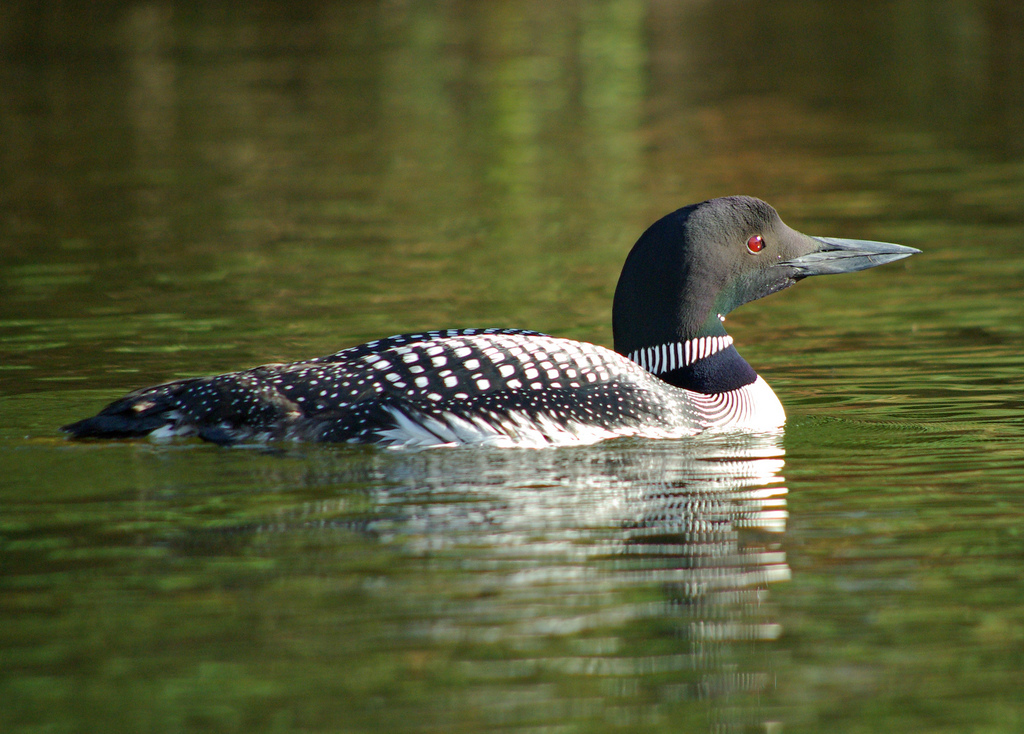 audubon-gift-center-common-loon