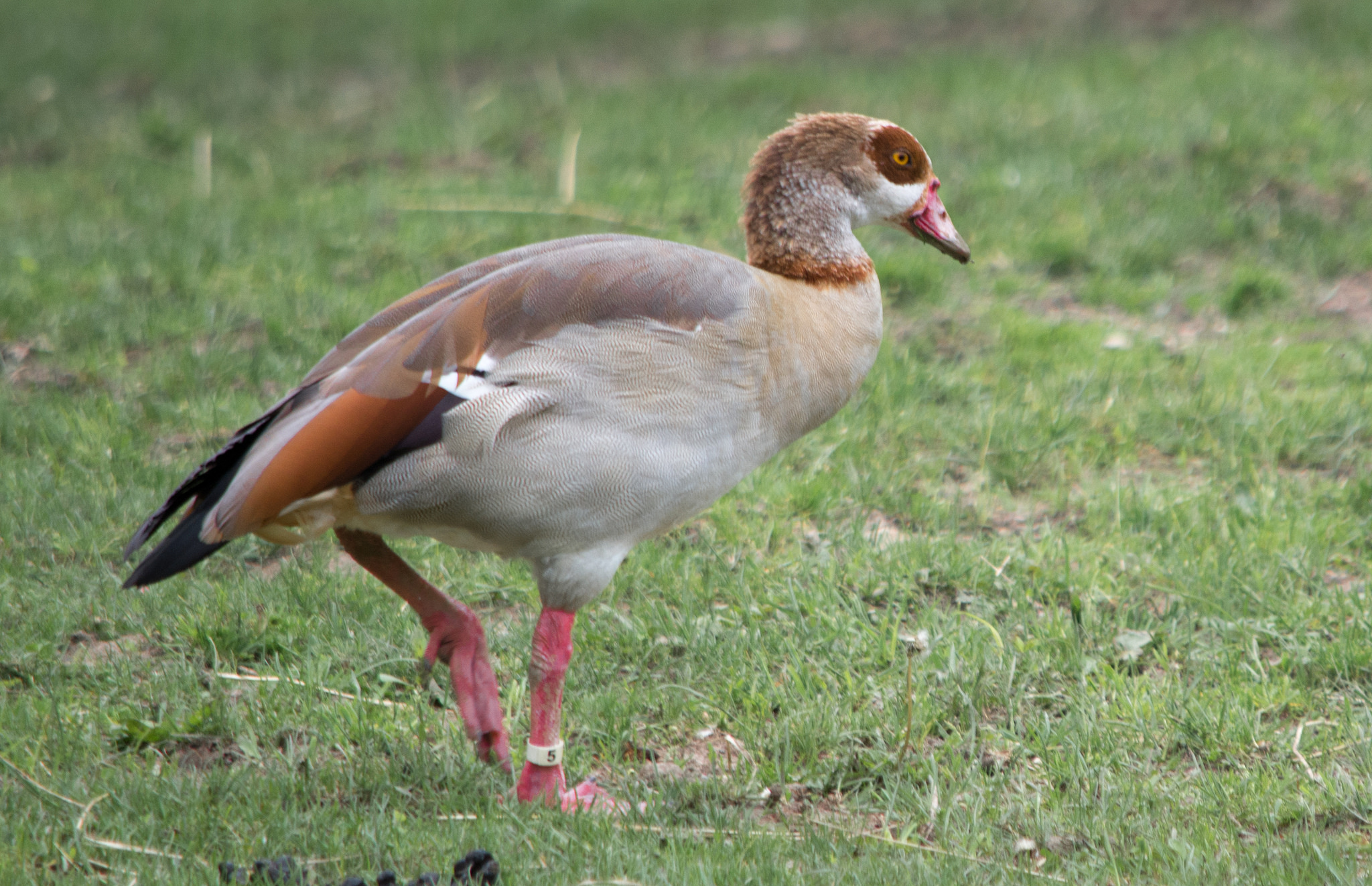 Egyptian Goose - song / call / voice / sound.