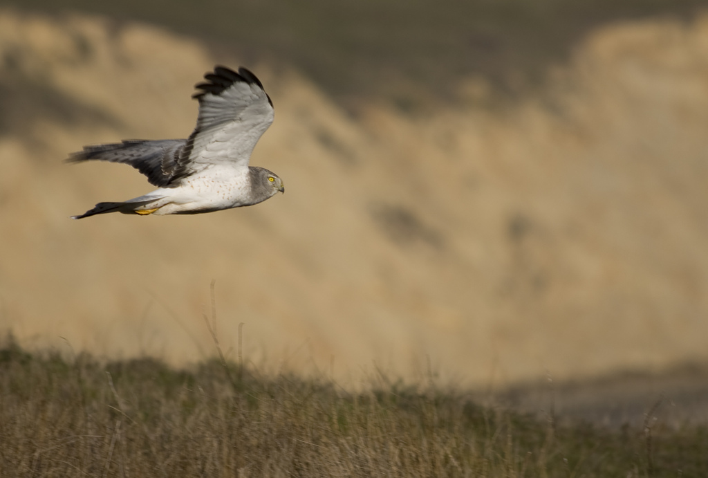 are harrier noisy