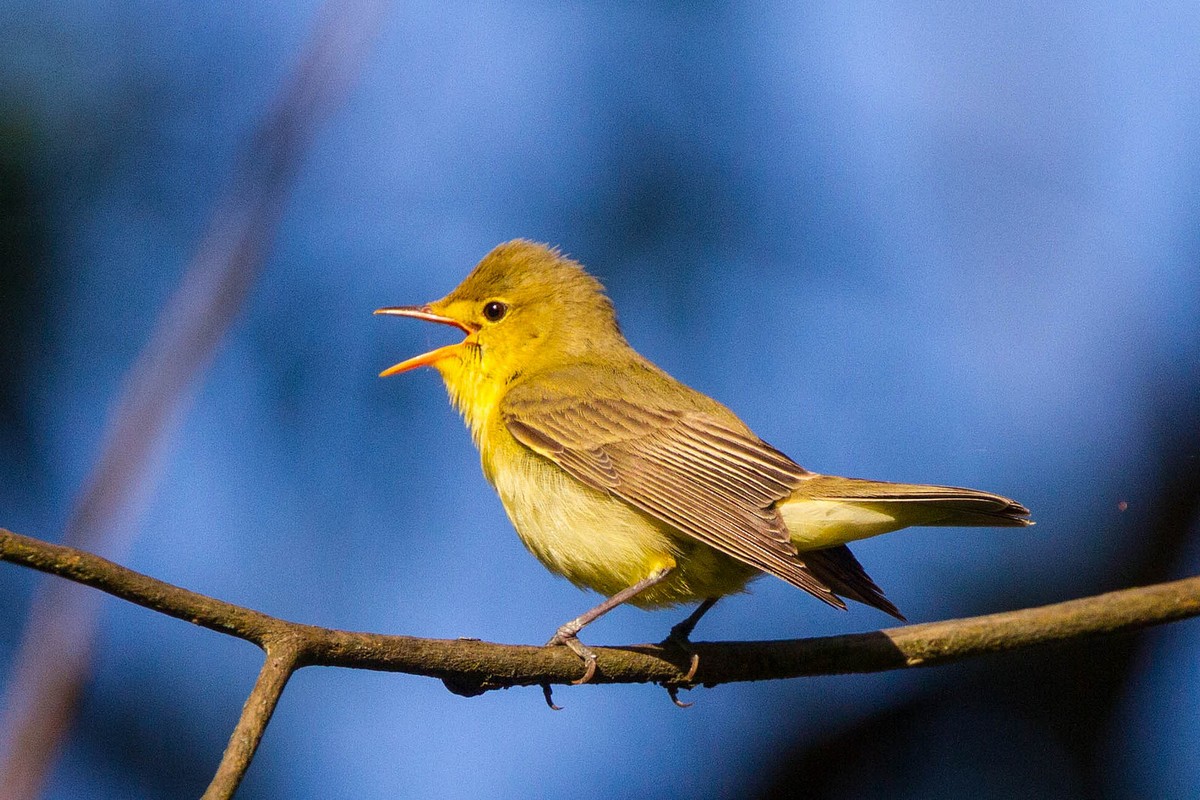 Icterine Warbler - song / call / voice / sound.