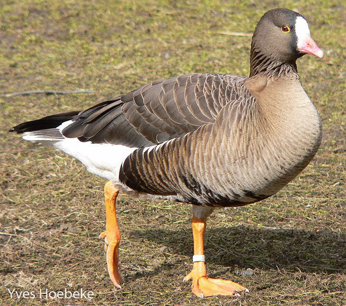 white fronted goose sounds