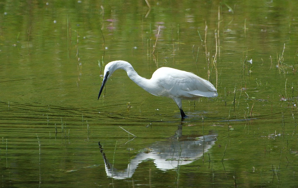 Little Egret - song / call / voice / sound.