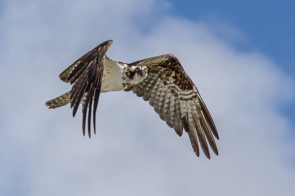 osprey bird sound