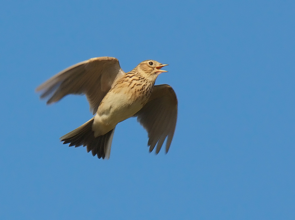 Sky Lark Song Call Voice Sound