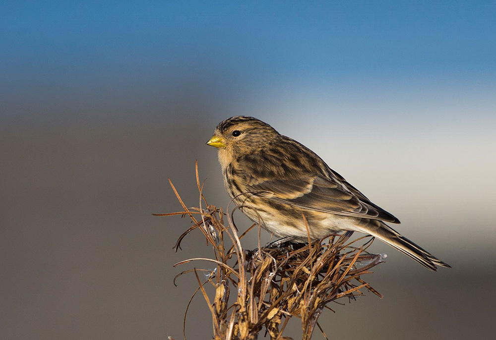 twite - song / call / voice / sound.